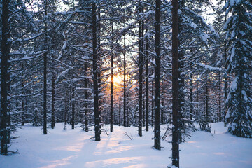 Winter spruce forest highlighted by sunbeam