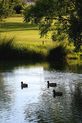 Mallard duck swimming in a river on a sunny day. Selective focus.