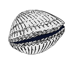 Vector seashell. Hand draw black and white clip art isolated on transparent background