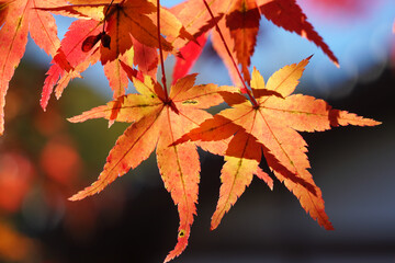 日本楓の紅葉