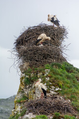 several white storks on their nests on a cloudy day