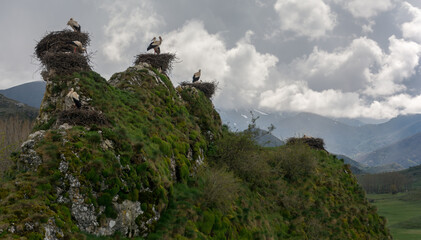 several white storks on their nests on a cloudy day