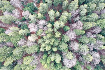 Drone - aerial view - tree / fir / forest