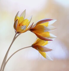 Fototapeta na wymiar Żółte Tulipany wiosenne kwiaty