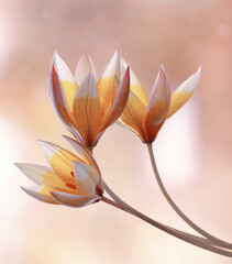 Kwiaty Tulipan Tarda - obrazy, fototapety, plakaty