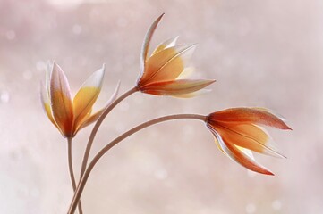 Fototapeta na wymiar Kwiaty Tulipany Tarda
