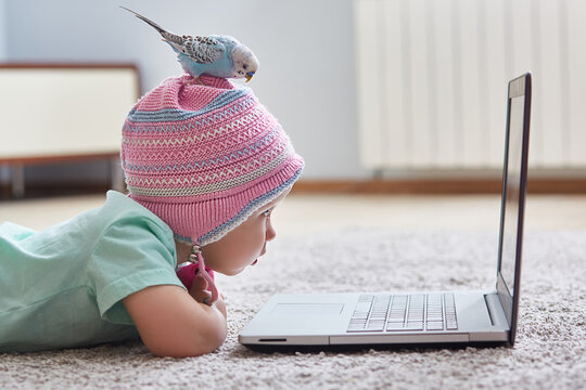 Funny Quarantine Moments. A parrot sits on the head of a child in a hat. The girl looks at her laptop. The concept of learning at home during quarantine and self-isolation from coronavirus infection