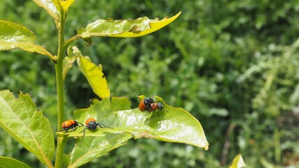 apareamiento de una pareja de insectos sobre una hoja, color naranja y negro, dos antenas y seis patas, lérida, españa, europa 