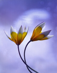 Fototapeta premium Kwiaty Tulipany botaniczne Tarda. Yellow flowers