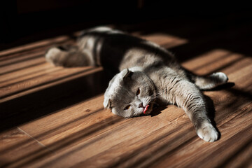 Fototapeta na wymiar Lovable Scottish Fold Cat. lying on floor at home. Beauty creative shadows.