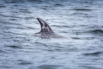 Fototapeta premium Close up of a fingerpringt on the fin of a dolphin