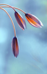 Niebieskie tło kwiatowe Tulipany pąki