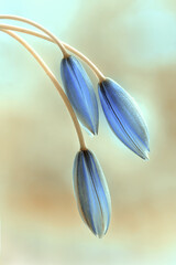 Tulipany botaniczne "Tarda" 