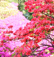 Beautiful garden full of trees in bloom