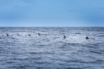 Fototapeta premium Fins in a row. School of dolphins in the pacific ocean