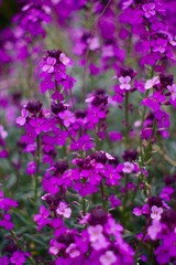 Fototapeta premium purple flowers in the garden