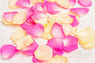 Fresh rose petals scattered on plaster background