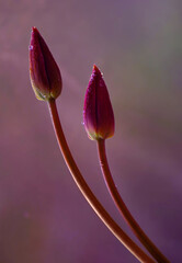 Naklejka premium Fioletowe tulipany