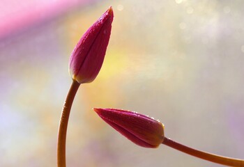 Naklejka premium Wiosenne kwiaty Tulipany czerwone. 