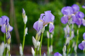 purple crocus flowers