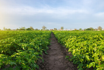 Fototapeta na wymiar A path between rows of potato bushes in a farm field. Growing food vegetables. Olericulture. Agriculture farming on open ground. Agroindustry. Cultivation. Organization of plantation in the field.