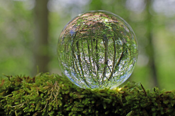 wald in kristallkugel, schweiz
