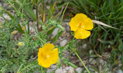 Amapola marina, Glaucium flavum. Papaveraceae