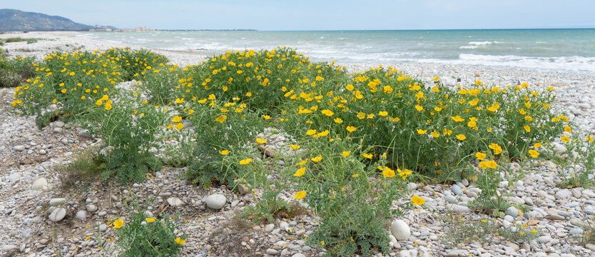 Amapola marina, Glaucium flavum. Papaveraceae