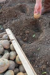 The farmer's hand throws a potato tuber into the ground. Planting potatoes in Russia. Selective focus