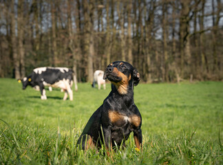  Junger Rehpinscher - Mischlingshund bei einigen Milchkühen auf der Weide. Symbolfoto.