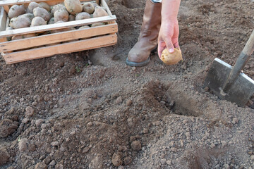A farmer digs a hole with a shovel to plant potatoes. A blurry box of potatoes in the foreground.