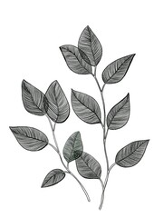 Line art set of leaves isolated