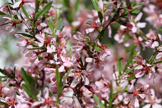 Dwarf almond (prunus tenella) in bloom