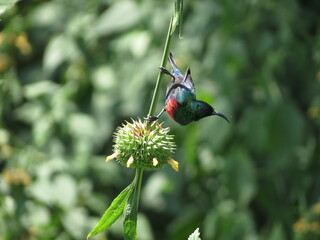 Obraz premium Birds in their natural habitat of Eritrea