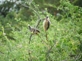 Birds in their natural habitat of Eritrea