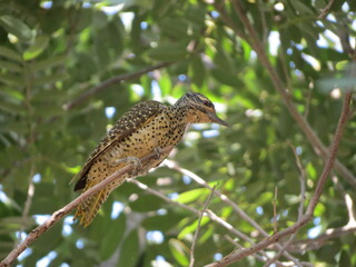 Birds in their natural habitat of Eritrea