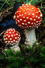 Amanite tue mouches, Amanita muscaria