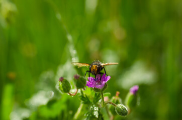 INSECT AND FLOWER - landscape in the spring meadow