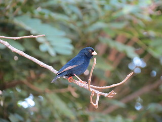 Birds in their natural habitat of Eritrea