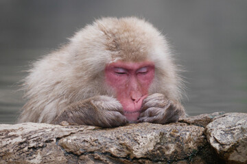 Monkey in hot-spring (Famous Snow Monkey in Early Summer) 