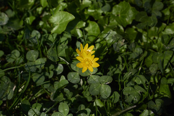 Close up of yellow flower plant.