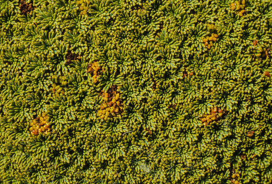 Bolax, Bolax gummifera, Iles Falkland, Malouines