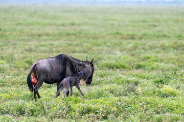 First unsafe steps of a funny baby calf with its wildebeest mother, Ngorongoro Concervation Area, Tanzania, Africa.