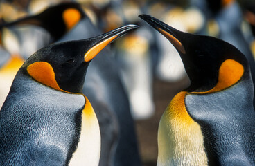 Manchot royal,.Aptenodytes patagonicus, King Penguin, Iles Falkland, Malouines