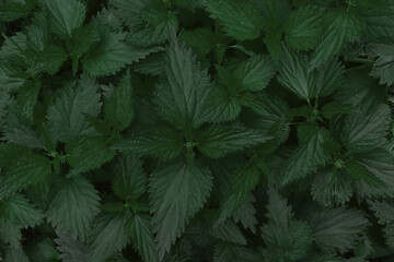 Fresh nettle leaves  as a background.