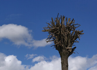 Pruned tree on a blue sky. Small tree with pruned branches.