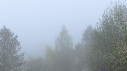 Foggy landscape of forest and trees.
