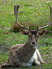 Hirsch, Rehbock,  mit Geweih, liegt auf der Wiese, schaut direkt in die Kamera, Tag, draußen
