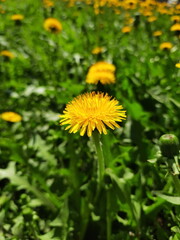 Many yellow dandelions in a meadow among green grass on a sunny day.