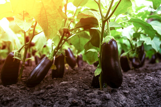 Ripe eggplant on a branch in the greenhouse at sunset. Growing fresh aubergine on branch at sunset. Bio farming concept